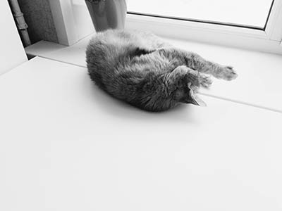 Кошка