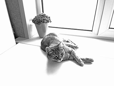 Кошка